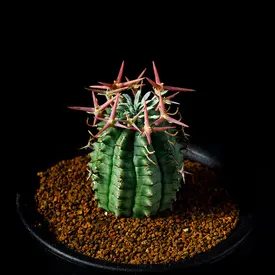 ユーフォルビア属の一覧(種類)|多肉植物・サボテン図鑑 ユーフォルビア属の一覧(種類)|多肉植物・サボテン図鑑