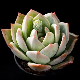 紅葉（黄葉）する種類の一覧（種類）｜多肉植物・サボテン図鑑