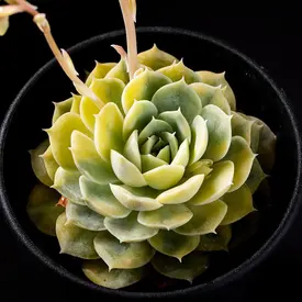 紅葉（黄葉）する種類の一覧（種類）｜多肉植物・サボテン図鑑