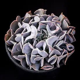 シルバー・白系の一覧（種類）｜多肉植物・サボテン図鑑｜みんなの趣味