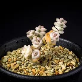 緑・黄系の一覧（種類）｜多肉植物・サボテン図鑑｜みんなの趣味の園芸