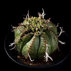 ユーフォルビア属の一覧（種類）｜多肉植物・サボテン図鑑｜みんなの