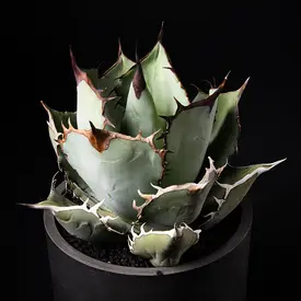 アガベ  リュウゼツラン 交配種 アガベ（リュウゼツラン）のおすすめの種類、52の種と158の園芸