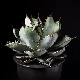 GIRUVI Agave Black&Blue アガベ ブラックアンドブルー GIRUVI Agave Black&Blue アガベ ブラックアンドブルー GIRUVI