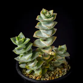 緑・黄系の一覧（種類）｜多肉植物・サボテン図鑑｜みんなの趣味