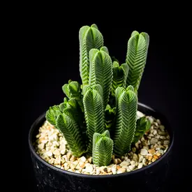 緑・黄系の一覧（種類）｜多肉植物・サボテン図鑑｜みんなの趣味の園芸