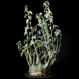ボンバックス10年管理　塊根　コーデックス プセウドボンバックス エリプティクム / 多肉植物 観葉植物
