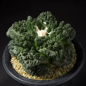 サボテンの一覧（種類）｜多肉植物・サボテン図鑑｜みんなの趣味