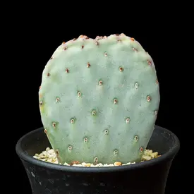 オプンチア（オプンティア）属の一覧（種類）｜多肉植物・サボテン図鑑