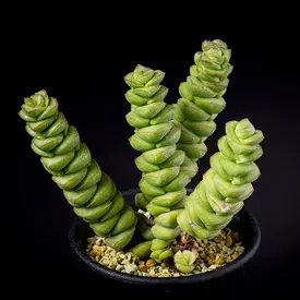 大きな緑色のサボテン Amazon｜HGJH サボテン 置物 フラワー6 人工多肉植物 鉢植え
