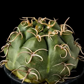 ギムノカリキウム属の一覧（種類）｜多肉植物・サボテン図鑑