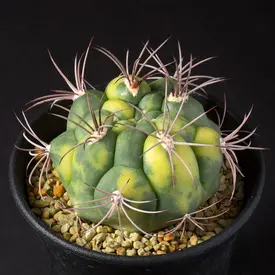 ギムノカリキウム属の一覧（種類）｜多肉植物・サボテン図鑑