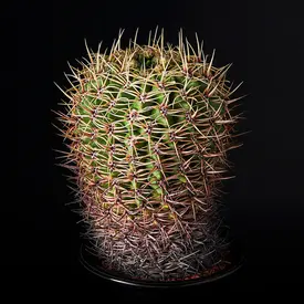 ギムノカリキウム属の一覧（種類）｜多肉植物・サボテン図鑑