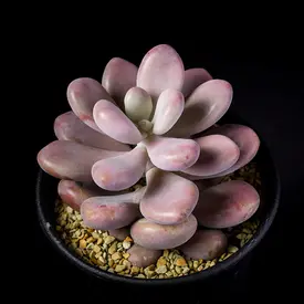 赤・ピンク系の一覧（種類）｜多肉植物・サボテン図鑑｜みんなの