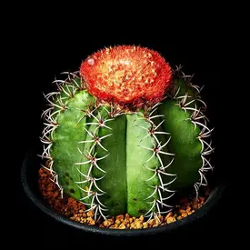 すべての種類（種類）｜多肉植物・サボテン図鑑｜みんなの趣味の園芸