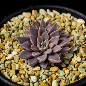 グレーと赤の多肉植物 中型*3 グレーと赤の多肉植物 中型*3 エケベリア | 観葉植物の通販 AND