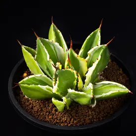 アガベ  リュウゼツラン 交配種 e5ad837bd4bbfbf80fe4207fca9c62