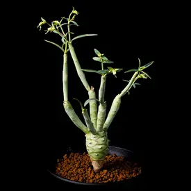 【美株】ユーフォルビアブレビフォリア 2頭 実生 サボテン 多肉植物 塊根 美株】ユーフォルビアブレビフォリア 2頭 実生 サボテン 多肉