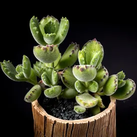 赤・ピンク系の一覧（種類）｜多肉植物・サボテン図鑑｜みんなの