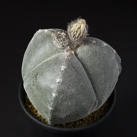 サボテンの一覧（種類）｜多肉植物・サボテン図鑑｜みんなの趣味