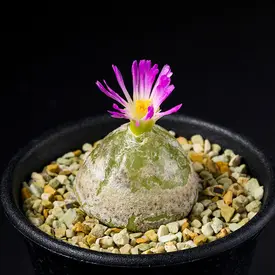 赤・ピンク系の一覧（種類）｜多肉植物・サボテン図鑑｜みんなの趣味の園芸