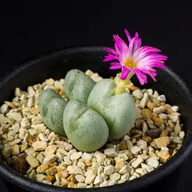 緑・黄系の一覧（種類）｜多肉植物・サボテン図鑑｜みんなの趣味