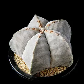 サボテンの一覧（種類）｜多肉植物・サボテン図鑑｜みんなの趣味