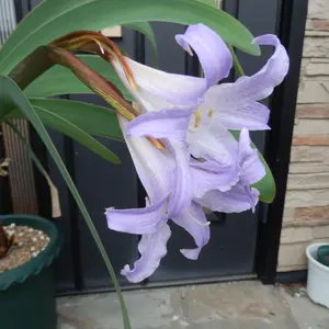 ブルーアマリリス（ウォースレヤ）とは｜育て方がわかる植物図鑑