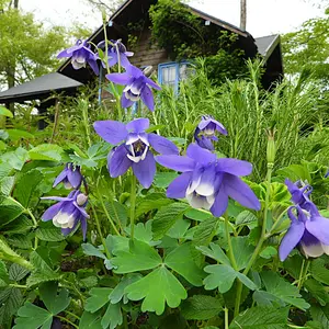 ミヤマオダマキとは｜育て方がわかる植物図鑑｜みんなの趣味の園芸