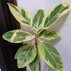 インドゴムノキ（フィカス・エラスティカ）の育て方・栽培方法｜植物