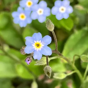 ワスレナグサの種類（原種、品種）｜植物図鑑｜みんなの趣味の園芸