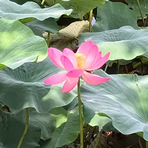ハスの育て方・栽培方法｜植物図鑑｜みんなの趣味の園芸（NHK出版）