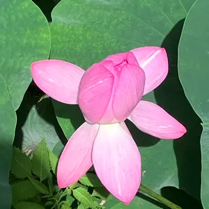 ハスの育て方・栽培方法｜植物図鑑｜みんなの趣味の園芸（NHK出版）