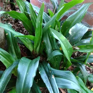 オモト（万年青）の種類（原種、品種）｜植物図鑑｜みんなの趣味の園芸