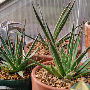 アガベ（観葉植物）とは・基本情報｜育て方がわかる植物図鑑｜みんなの