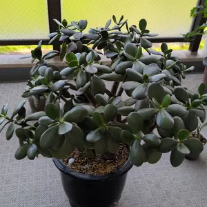 金のなる木とは｜育て方がわかる植物図鑑｜みんなの趣味の園芸（NHK出版）
