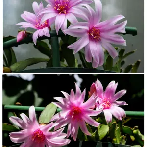 イースターカクタスの写真｜植物図鑑｜みんなの趣味の園芸