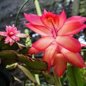 イースターカクタスの育て方・栽培方法｜植物図鑑｜みんなの趣味の園芸