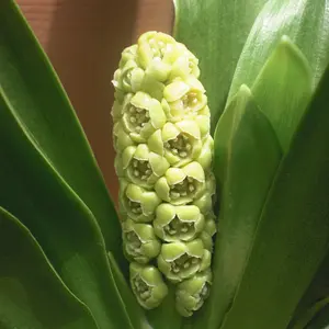 オモト（万年青）とは｜育て方がわかる植物図鑑｜みんなの趣味の園芸