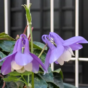 ミヤマオダマキとは｜育て方がわかる植物図鑑｜みんなの趣味の園芸