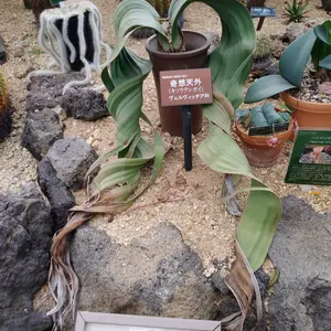 奇想天外（ウェルウィッチア）の種類（原種、品種）｜植物図鑑