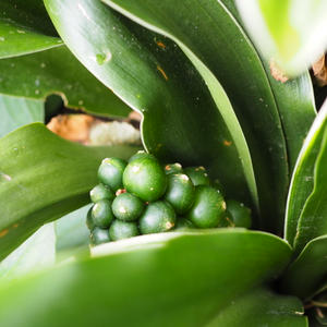 オモト（万年青）とは・基本情報｜育て方がわかる植物図鑑｜みんなの