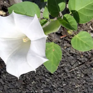 ダチュラの写真｜植物図鑑｜みんなの趣味の園芸