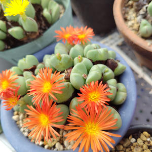 コノフィツムとは・基本情報｜育て方がわかる植物図鑑｜みんなの趣味の