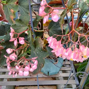 木立ち性ベゴニアとは｜育て方がわかる植物図鑑｜みんなの趣味の園芸
