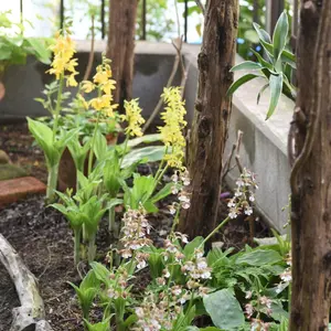エビネ（春咲き）の育て方・栽培方法｜植物図鑑｜みんなの趣味の園芸