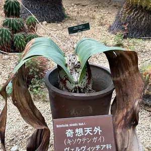 ウェルウィッチア奇想天外 奇想天外（ウェルウィッチア）の種類（原種、品種）｜植物図鑑