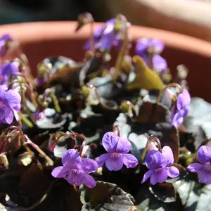 スミレの写真〔102ページ目〕｜植物図鑑｜みんなの趣味の園芸