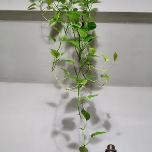 ポトスとは｜育て方がわかる植物図鑑｜みんなの趣味の園芸（NHK出版）