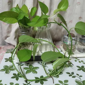 ポトスとは｜育て方がわかる植物図鑑｜みんなの趣味の園芸（NHK出版）